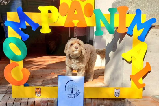 Realizamos jornadas de vacunación antirrábica